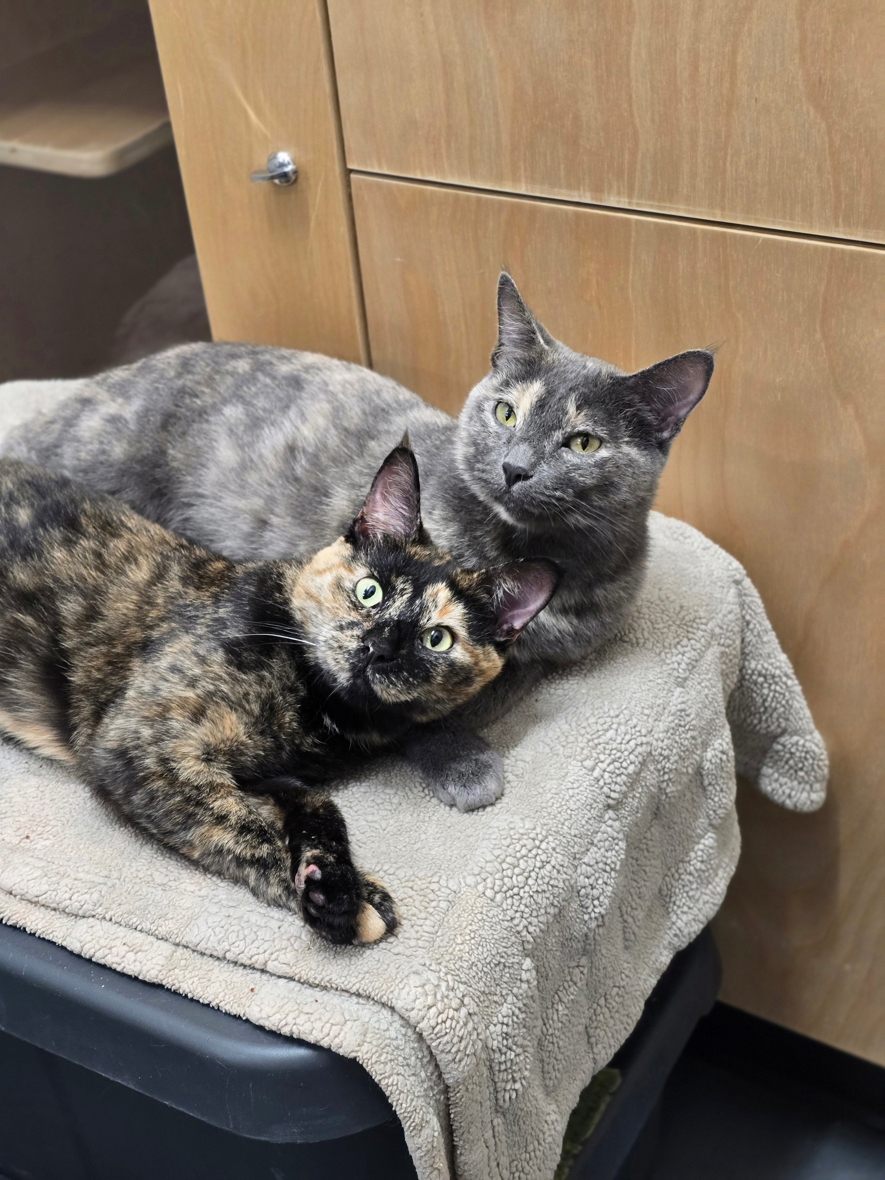 Phantom & Dew - Adopted