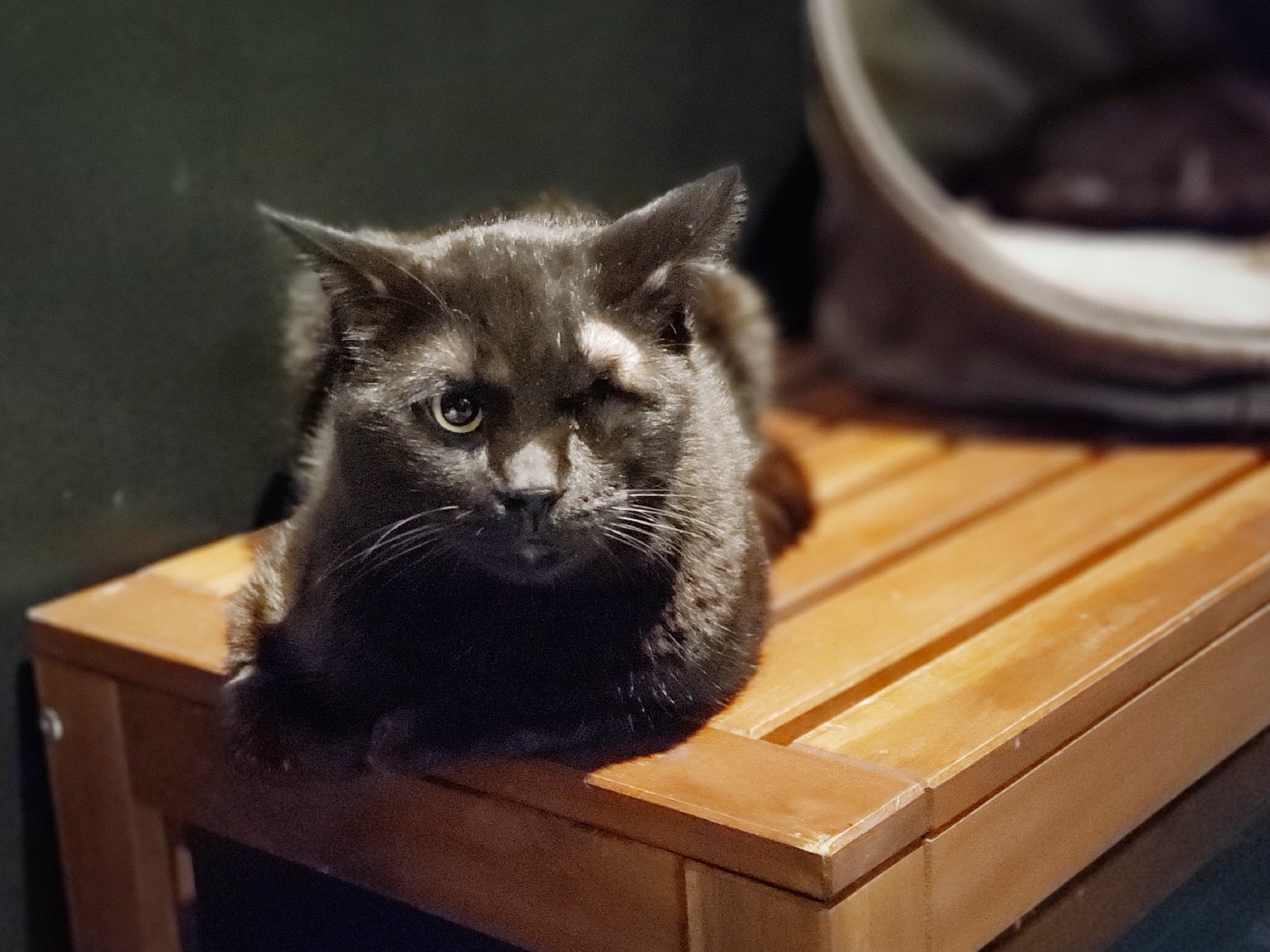 Bubbles (at PetSmart)