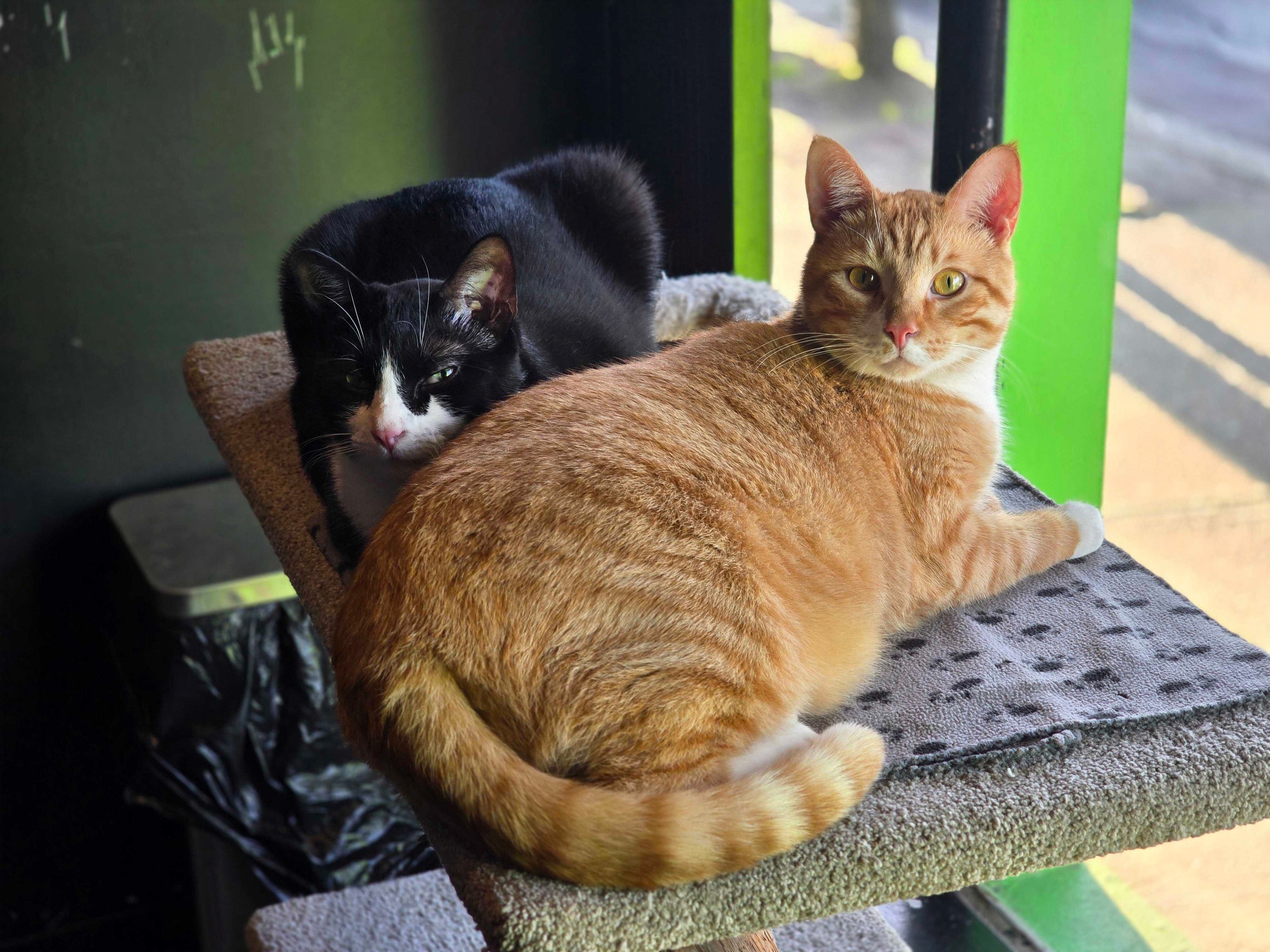 Edward & Alphonse - Pending Adoption