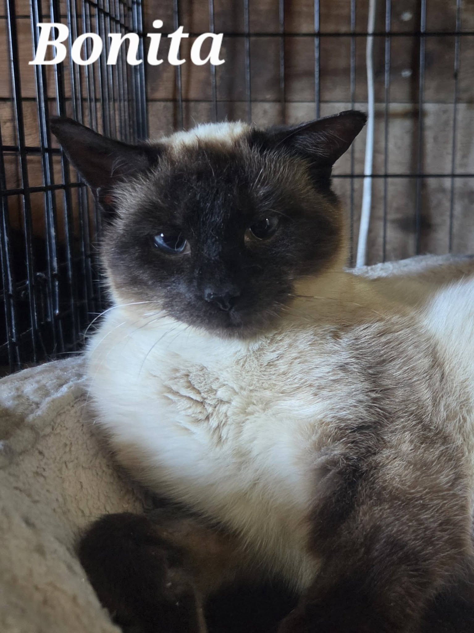 Bonita - Adopted