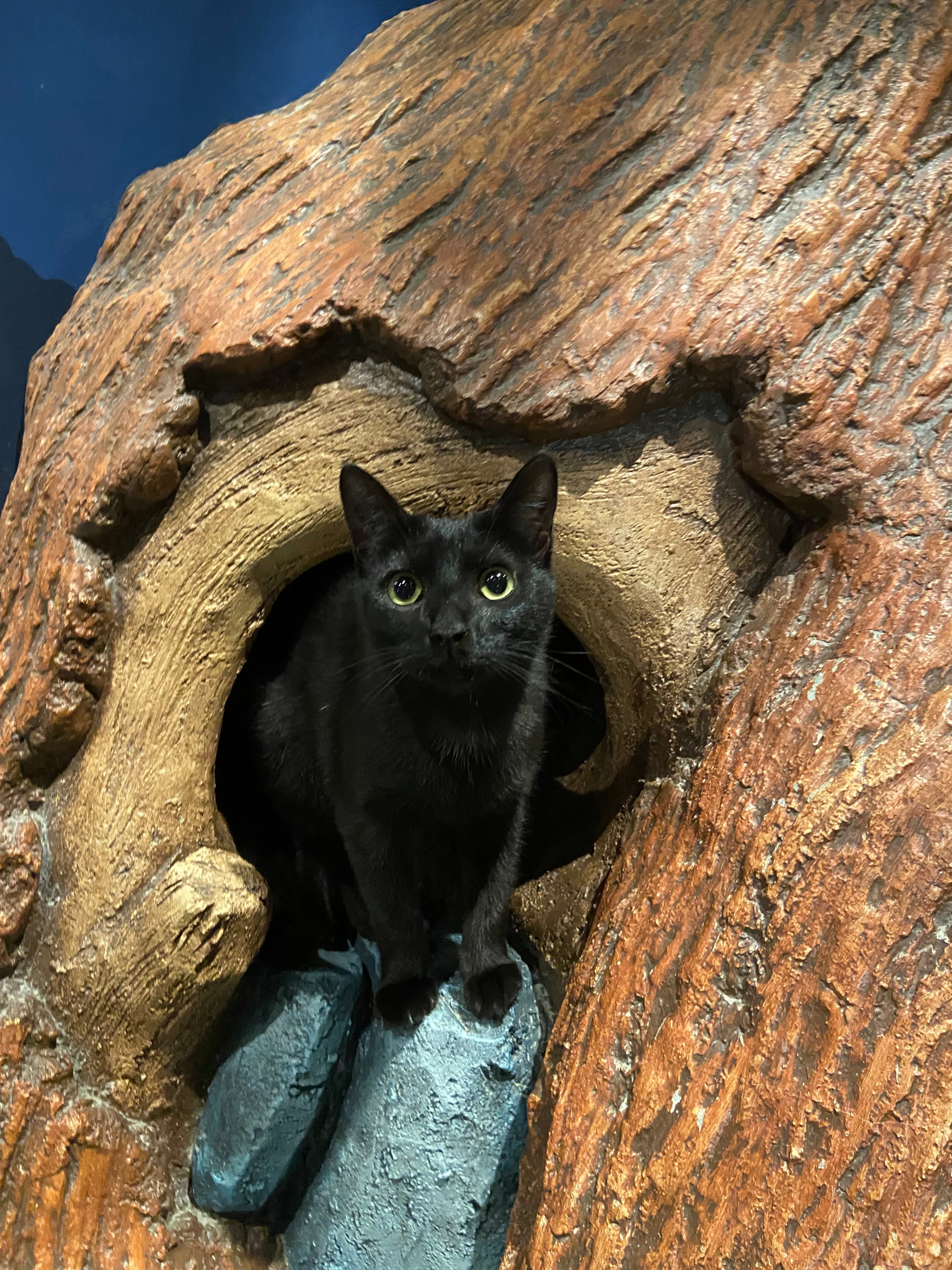Iris - Adopted