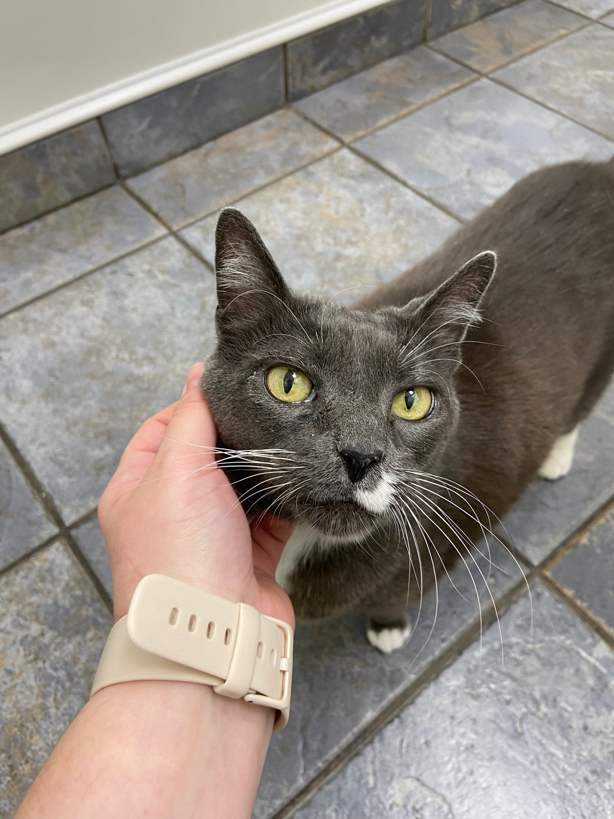 Eddie - Adopted!