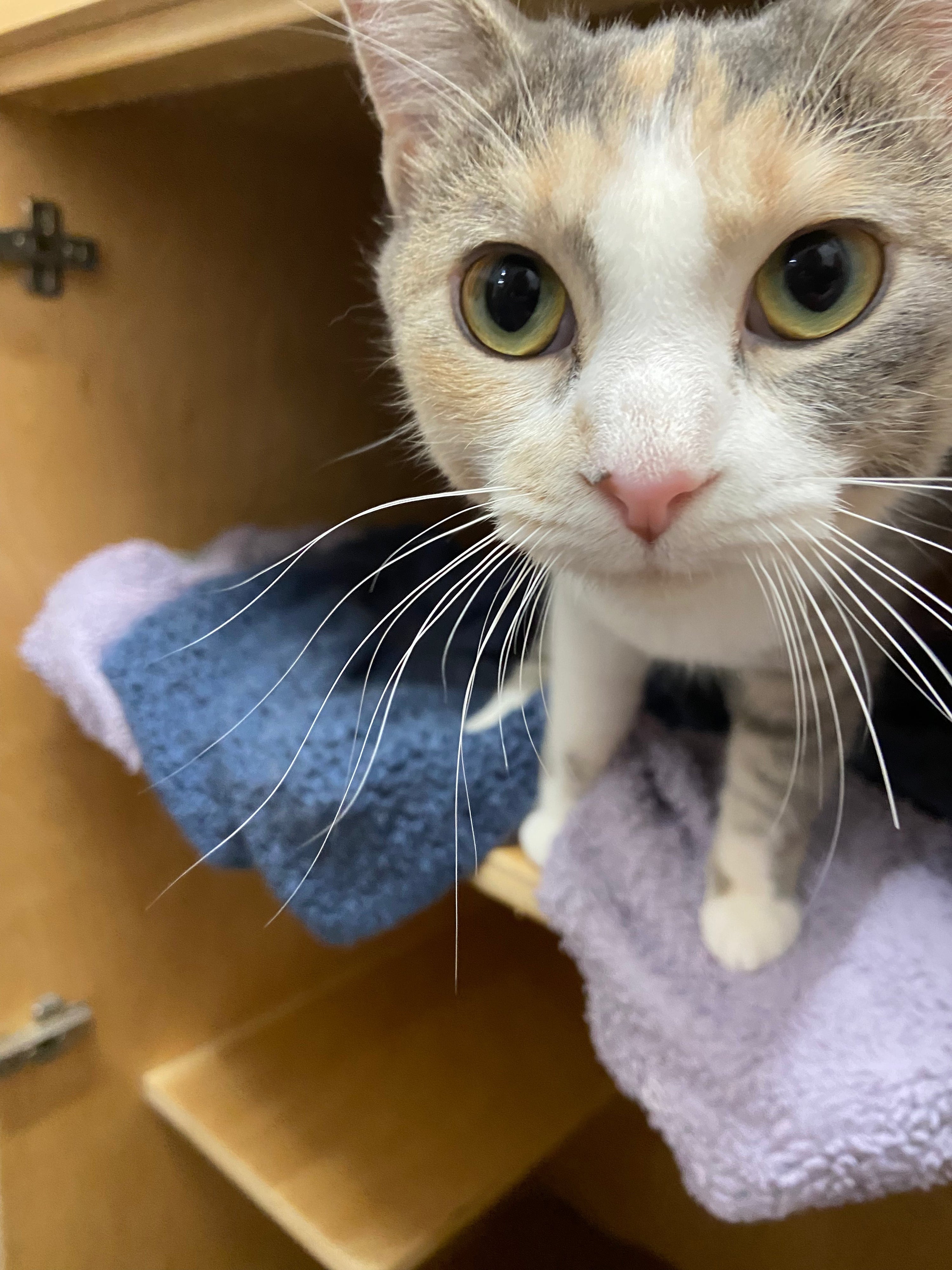 Gracie 2.0 - Adopted