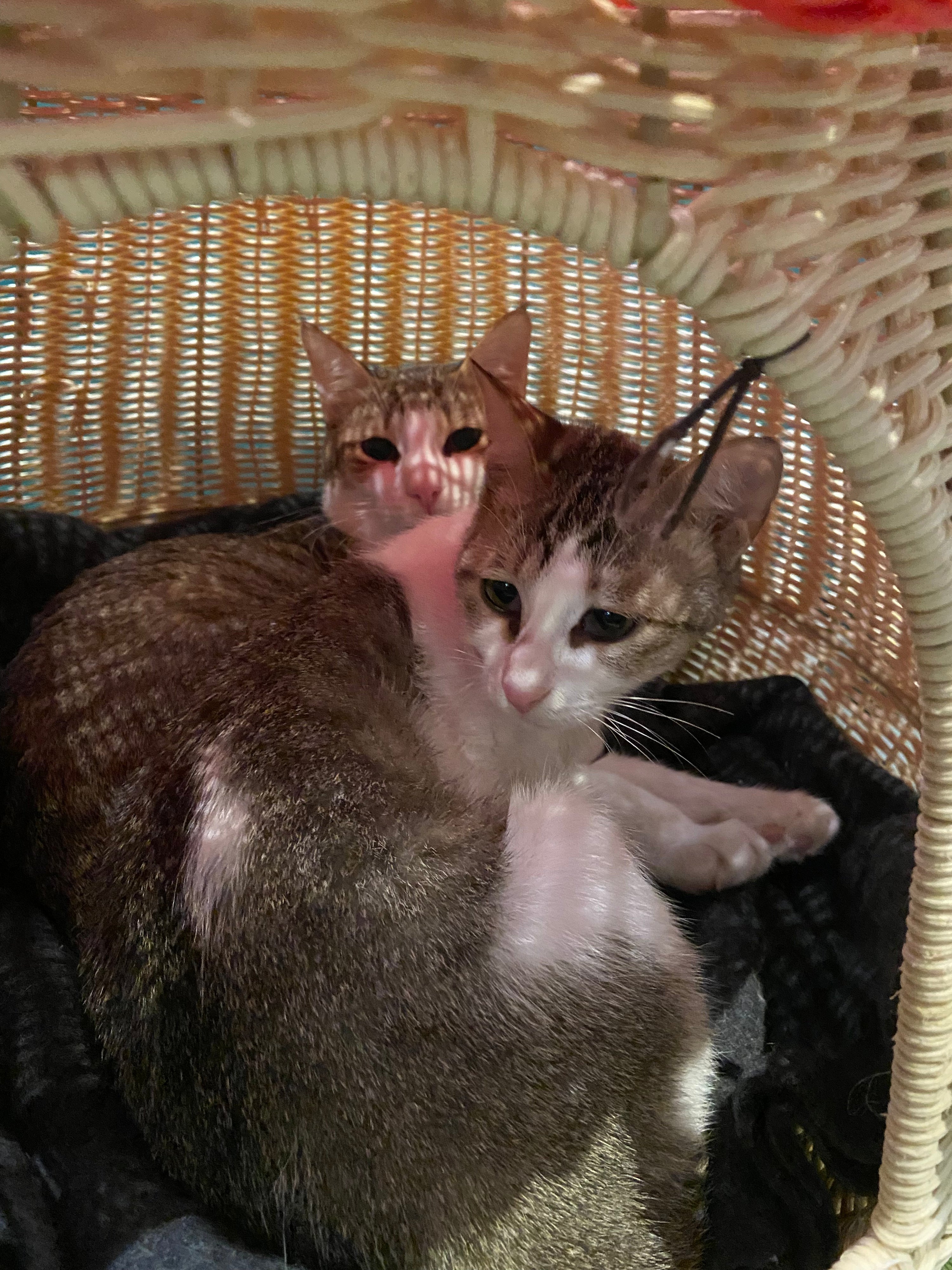 Hattie & Teddy - Pending Adoption