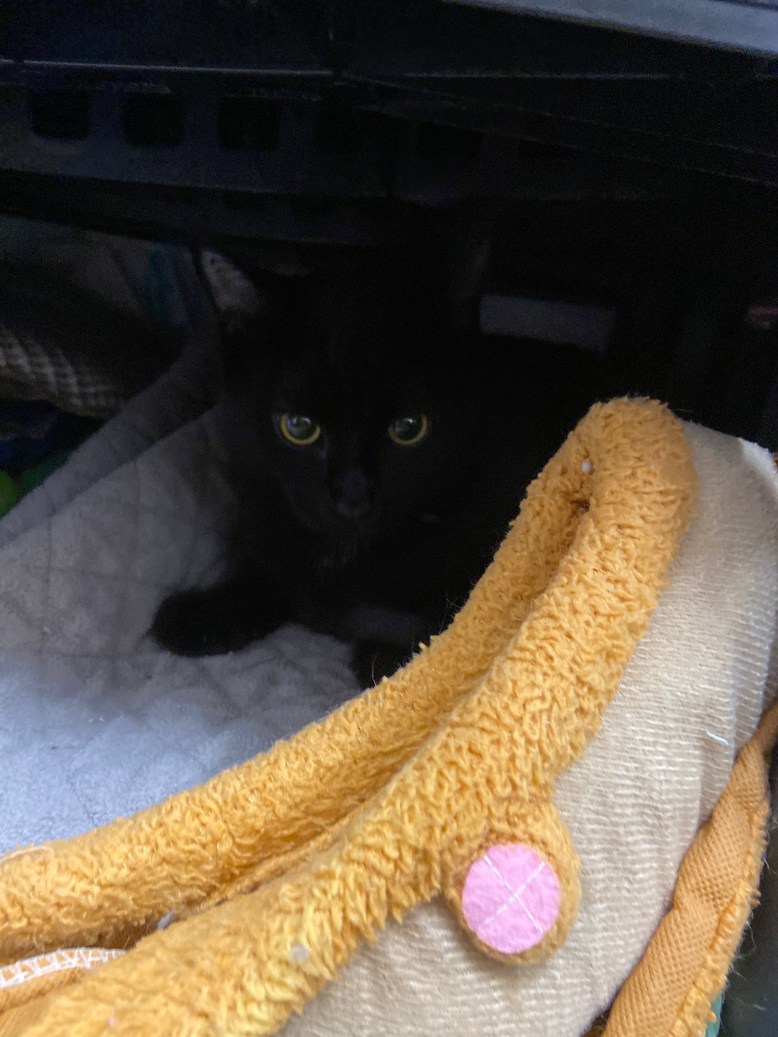 Drucilla - Pending Adoption