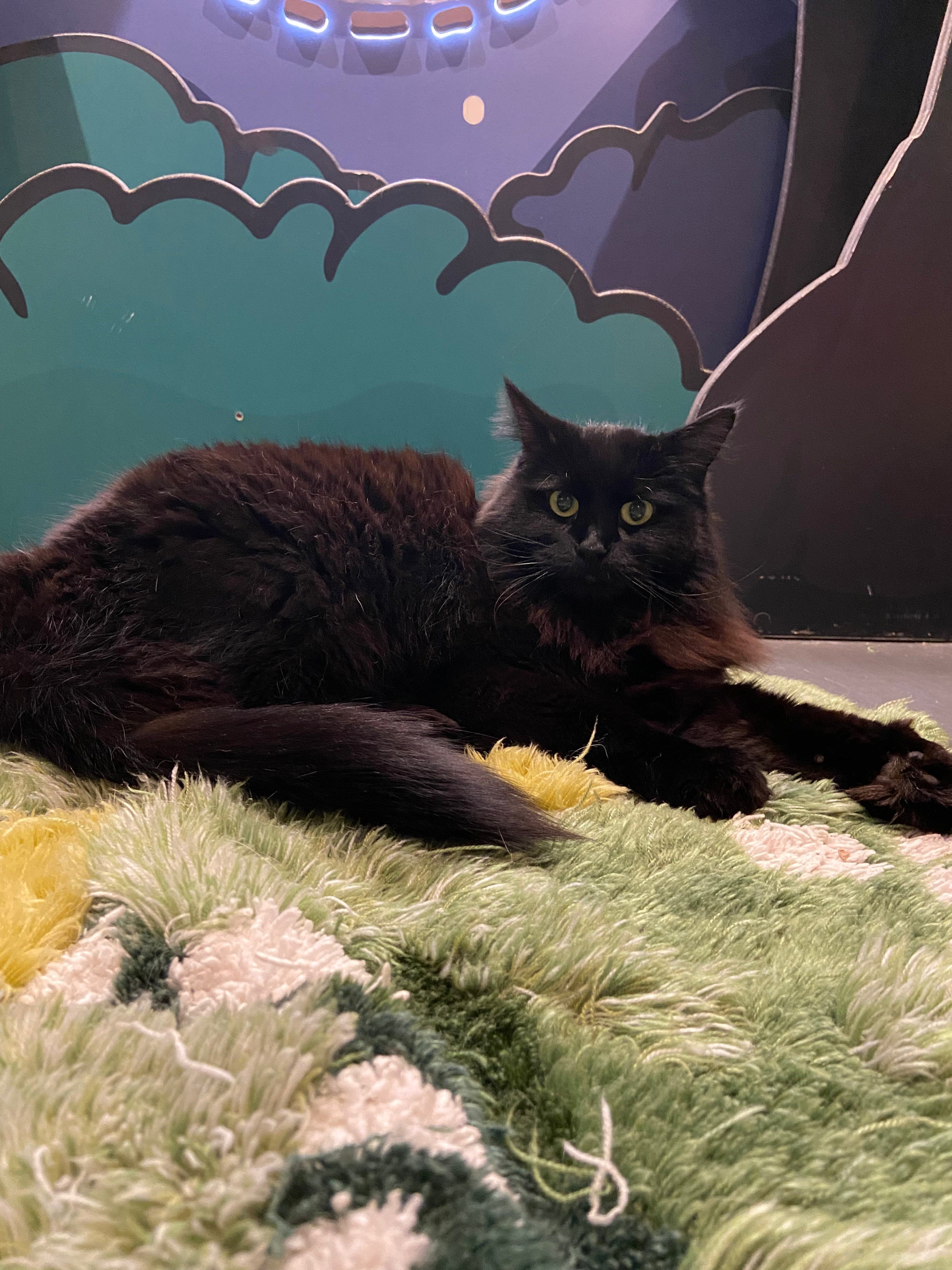 Dane - Adopted