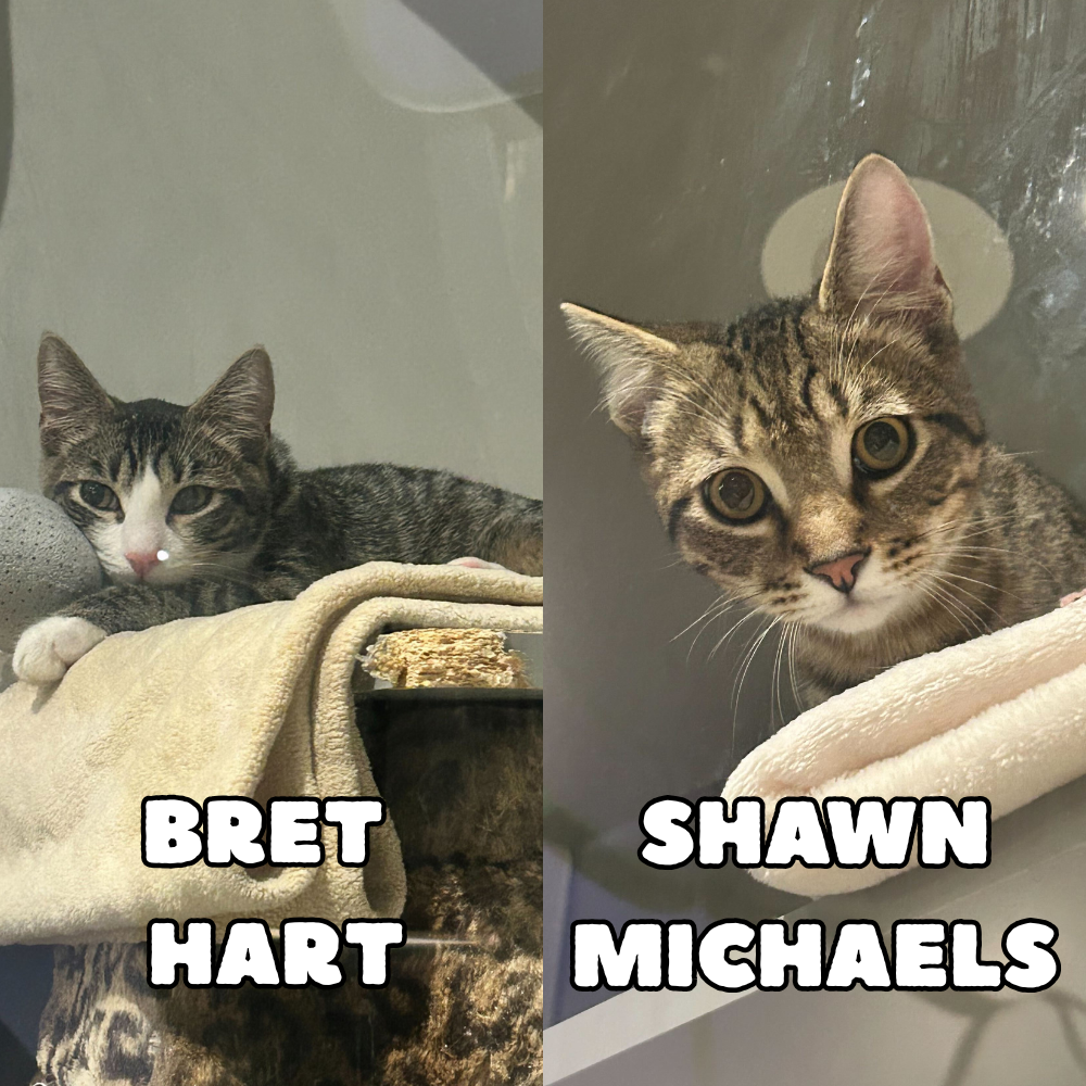Bret "The Hitman" Hart & Shawn "Heartbreak Kid" Michaels - Adopted