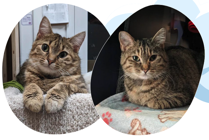 Ginger & Jill | ADOPTED