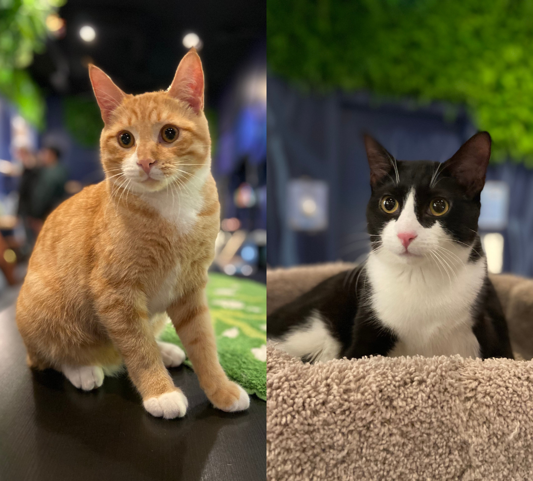 Gingi & Carlos - Pending Adoption