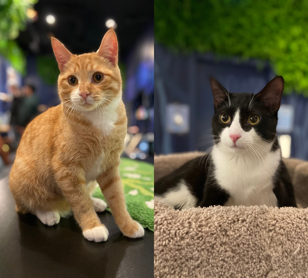 Edward & Alphonse - Adopted