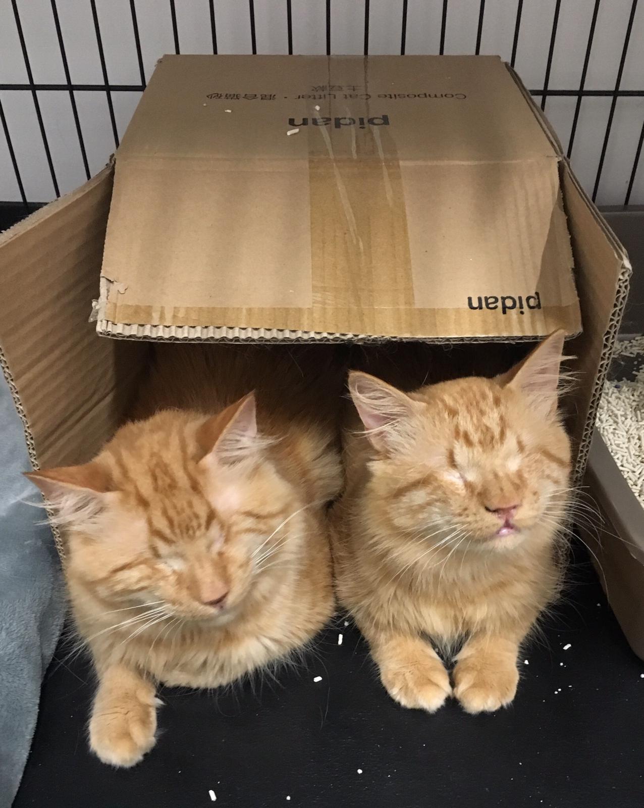 Stevie & Wonder (Adopted)