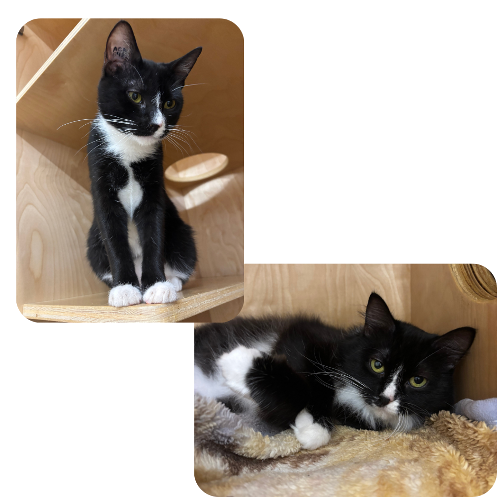 Poof & Floof - Adopted