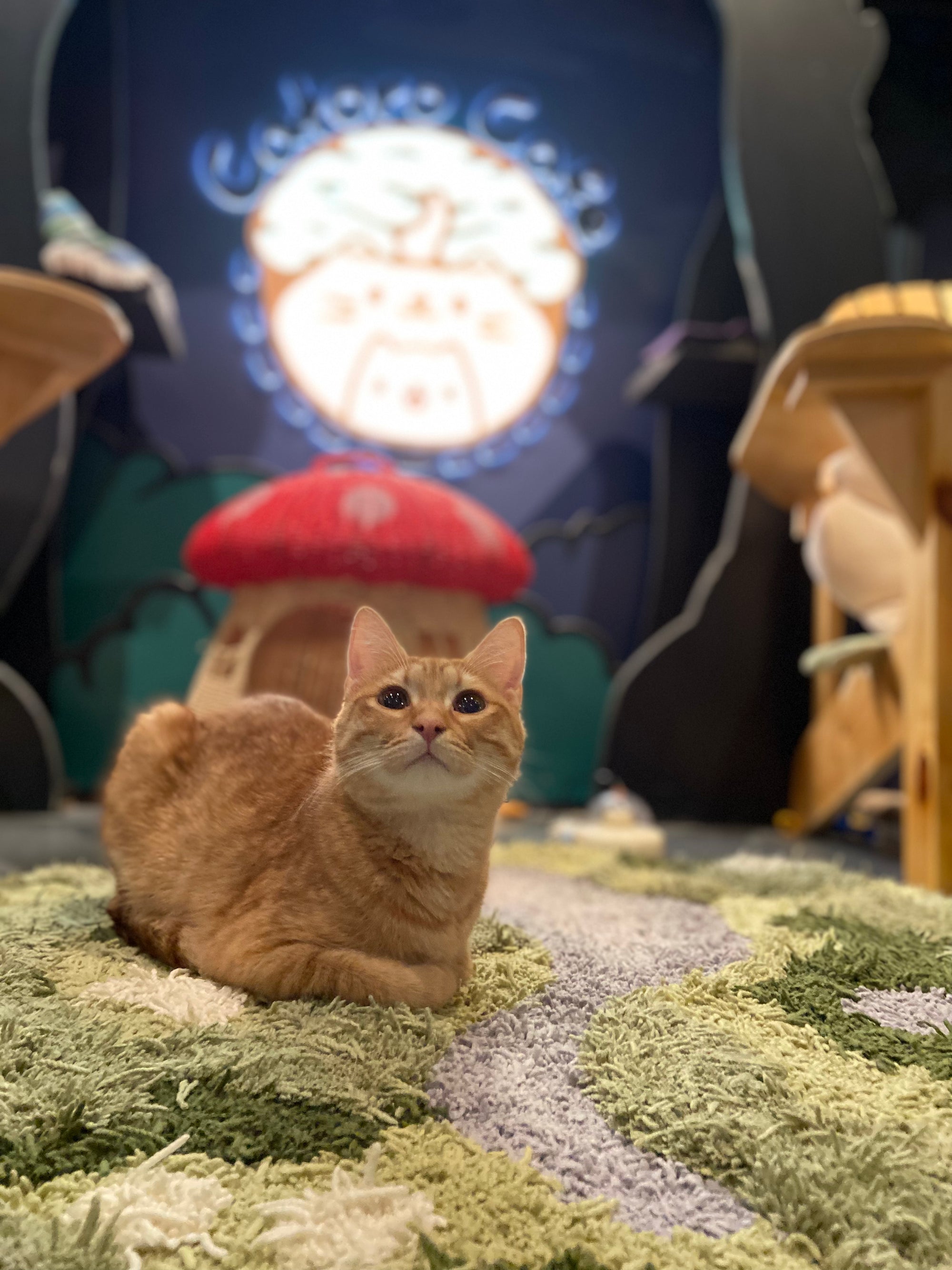 Support the Cats of Catoro Cafe