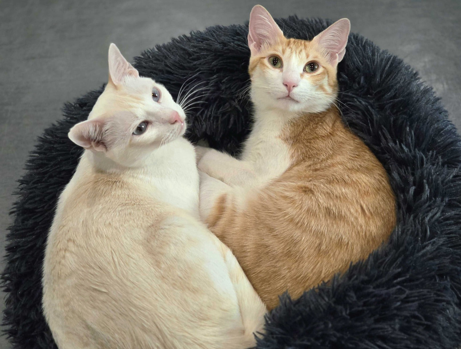 Calming Plush Round Cat Bed