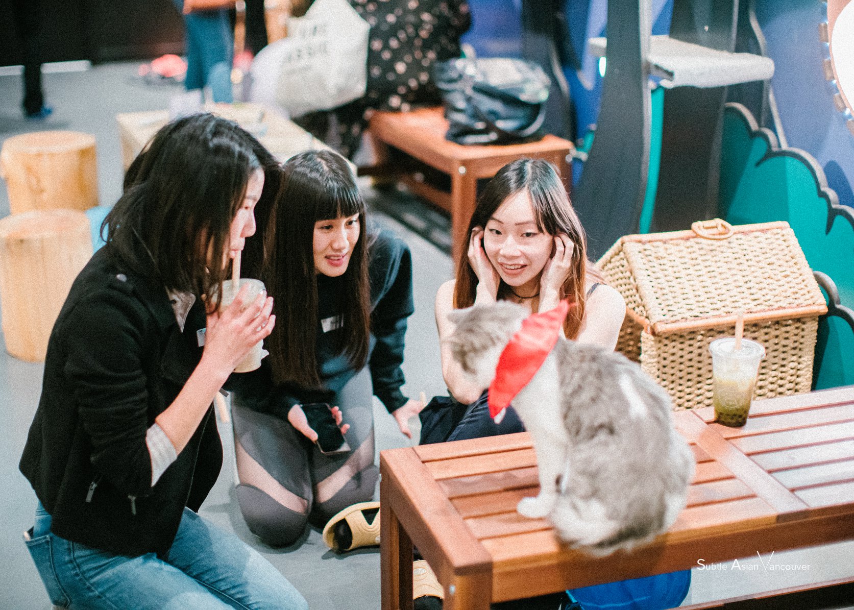 50 Minute Cat Forest Visit - Catoro