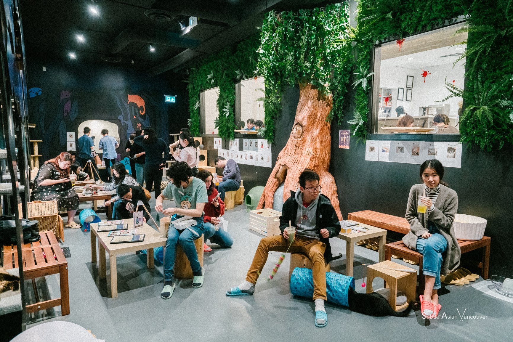 50 Minute Cat Forest Visit - Catoro