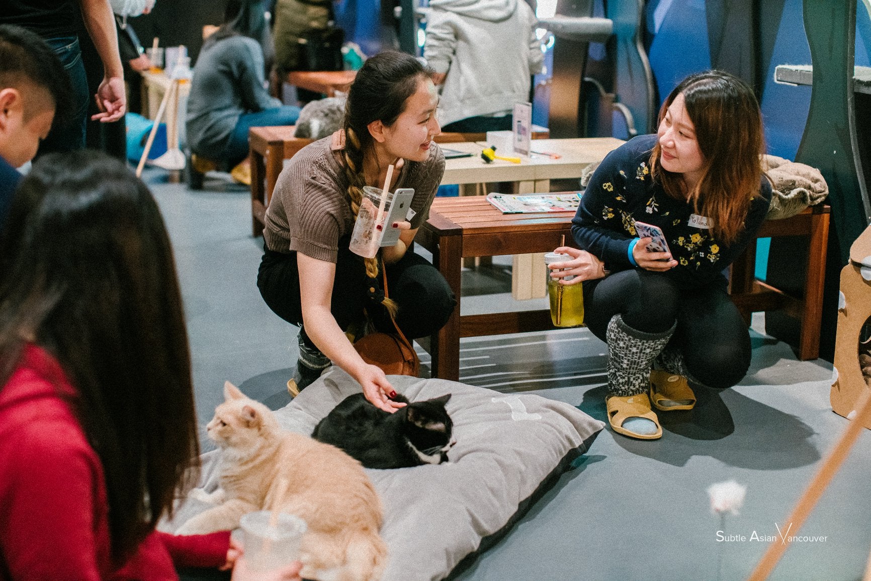 50 Minute Cat Forest Visit - Catoro